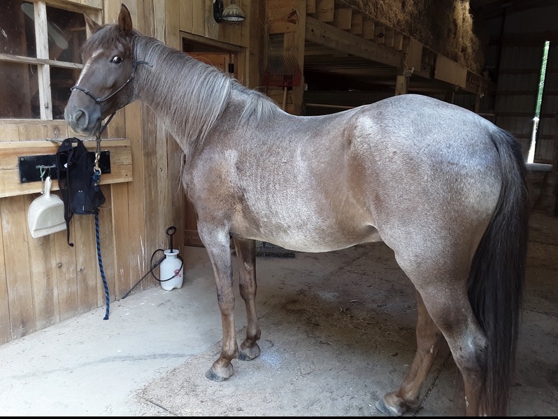 Sweet Beautiful Red Roan Gelding