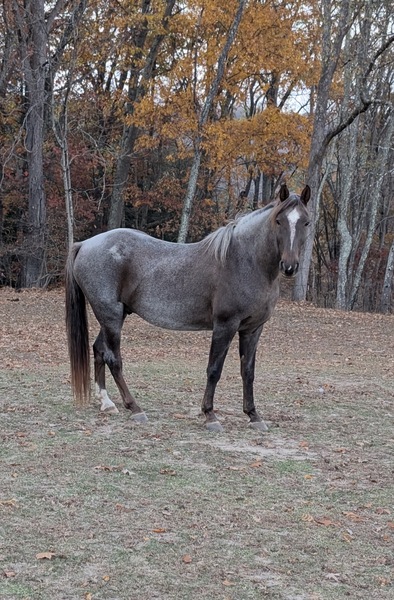 Sweet Beautiful Red Roan Gelding 
