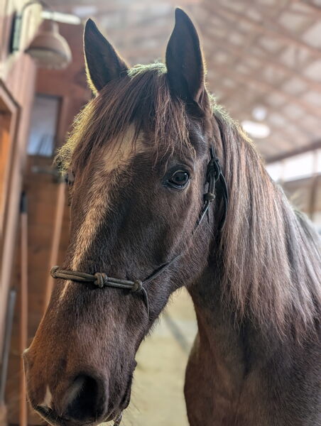 Sweet Beautiful Red Roan Gelding