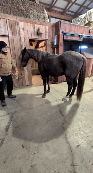 Sweet Beautiful Red Roan Gelding