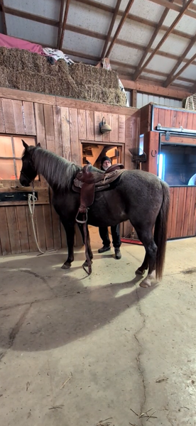 Sweet Beautiful Red Roan Gelding