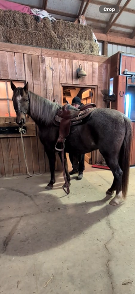 Sweet Beautiful Red Roan Gelding