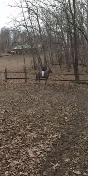 Sweet Beautiful Red Roan Gelding