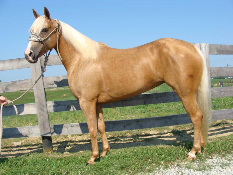 GOLDEN PALOMINO QUARTER HORSE MARE, PROFESSIONAL TRAINING, BIG STOP, NICE TURNAROUND