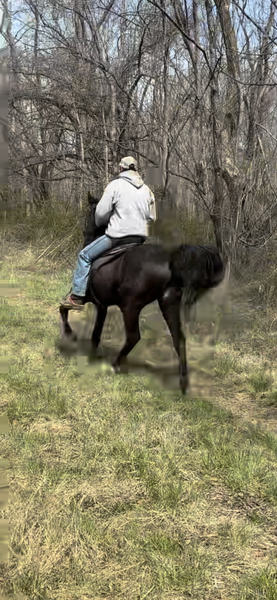 Flashy Gaited 15.2 Trail Horse 