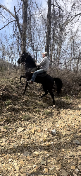 Flashy Gaited 15.2 Trail Horse 