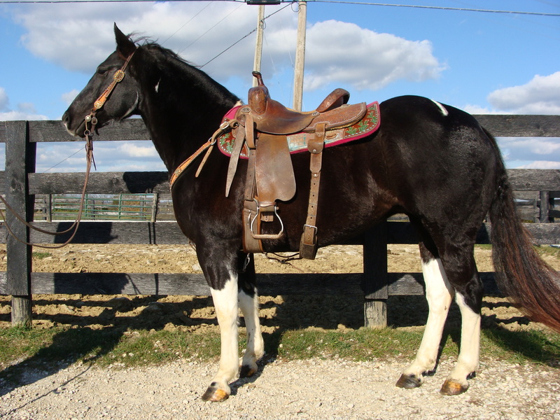 FLASHY APHA REGISTERED BLACK & WHITE TOBIANO PAINT MARE, SHOWN IN 4H