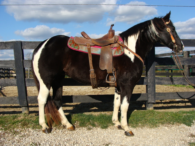 FLASHY APHA REGISTERED BLACK & WHITE TOBIANO PAINT MARE, SHOWN IN 4H