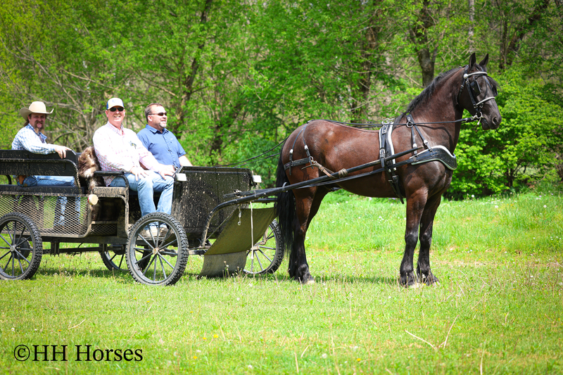 REAL FANCY, INTELLIGENT, WELL TRAINED REGISTERED BLACK FRIESIAN SPORT HORSE GELDING, RIDES AND DRIVES 