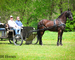 REAL FANCY, INTELLIGENT, WELL TRAINED REGISTERED BLACK FRIESIAN SPORT HORSE GELDING, RIDES AND DRIVES