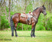 REAL FANCY, INTELLIGENT, WELL TRAINED REGISTERED BLACK FRIESIAN SPORT HORSE GELDING, RIDES AND DRIVES