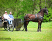 REAL FANCY, INTELLIGENT, WELL TRAINED REGISTERED BLACK FRIESIAN SPORT HORSE GELDING, RIDES AND DRIVES
