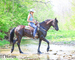 REAL FANCY, INTELLIGENT, WELL TRAINED REGISTERED BLACK FRIESIAN SPORT HORSE GELDING, RIDES AND DRIVES