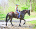 REAL FANCY, INTELLIGENT, WELL TRAINED REGISTERED BLACK FRIESIAN SPORT HORSE GELDING, RIDES AND DRIVES