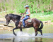REAL FANCY, INTELLIGENT, WELL TRAINED REGISTERED BLACK FRIESIAN SPORT HORSE GELDING, RIDES AND DRIVES 
