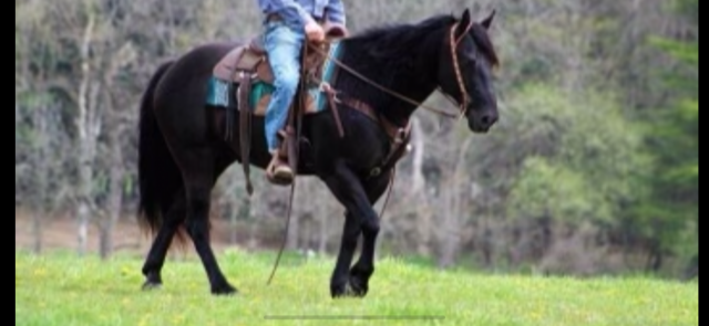 15 HAND 13 YEAR OLD BLACK GELDING