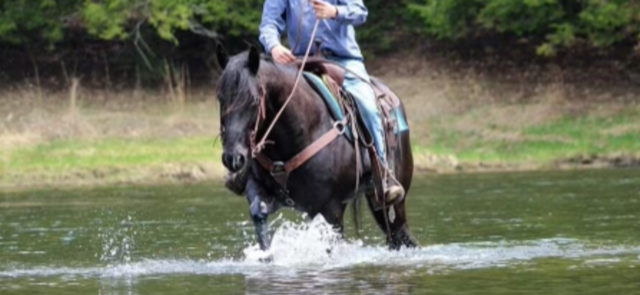 15 HAND 13 YEAR OLD BLACK GELDING