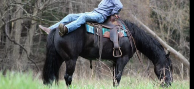 15 HAND 13 YEAR OLD BLACK GELDING