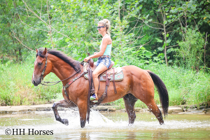 SUPER THICK MADE STOUT BAY QUARTER HORSE GELDING, TRAIL RIDES, RANCH WORK