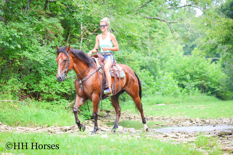 SUPER THICK MADE STOUT BAY QUARTER HORSE GELDING, TRAIL RIDES, RANCH WORK