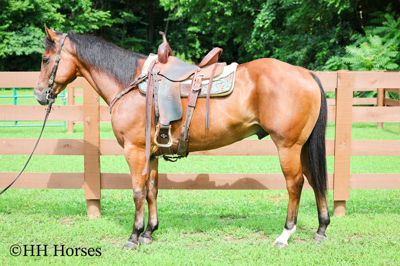 SUPER THICK MADE STOUT BAY QUARTER HORSE GELDING, TRAIL RIDES, RANCH WORK