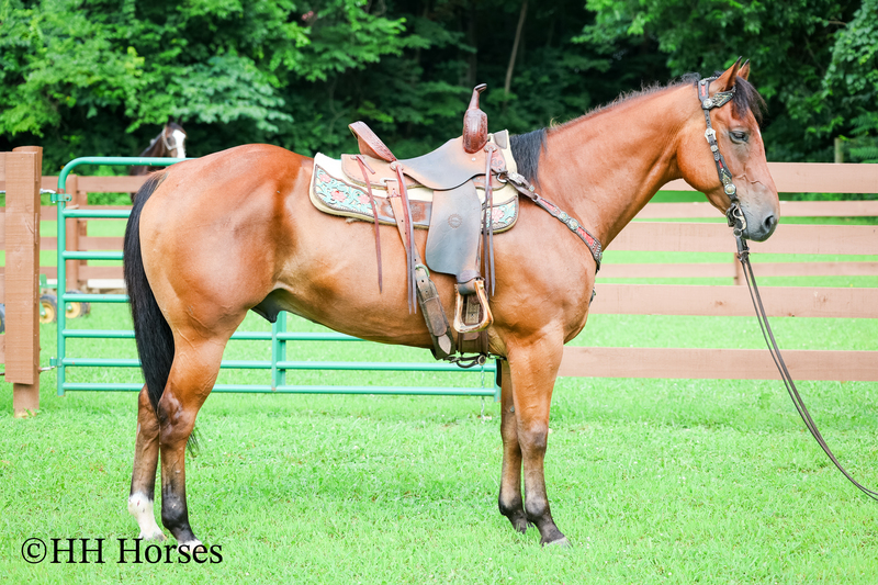 SUPER THICK MADE STOUT BAY QUARTER HORSE GELDING, TRAIL RIDES, RANCH WORK