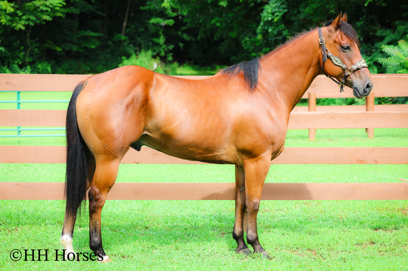 SUPER THICK MADE STOUT BAY QUARTER HORSE GELDING, TRAIL RIDES, RANCH WORK