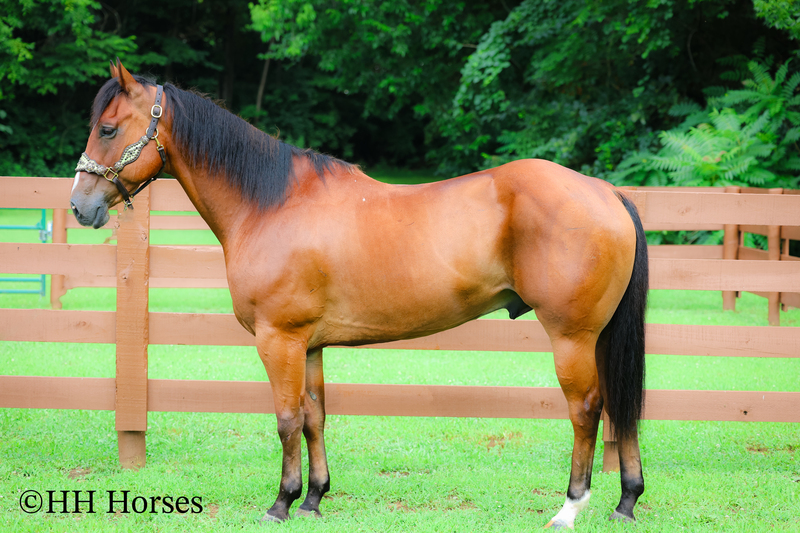 SUPER THICK MADE STOUT BAY QUARTER HORSE GELDING, TRAIL RIDES, RANCH WORK
