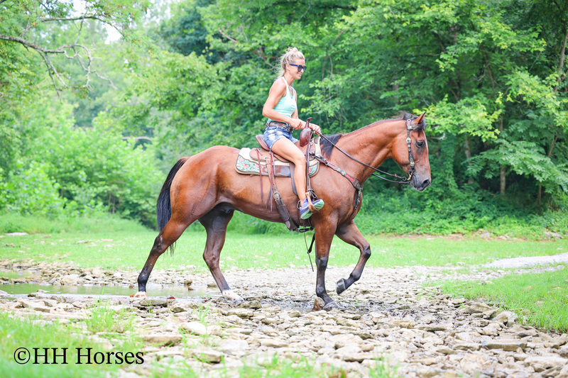 SUPER THICK MADE STOUT BAY QUARTER HORSE GELDING, TRAIL RIDES, RANCH WORK