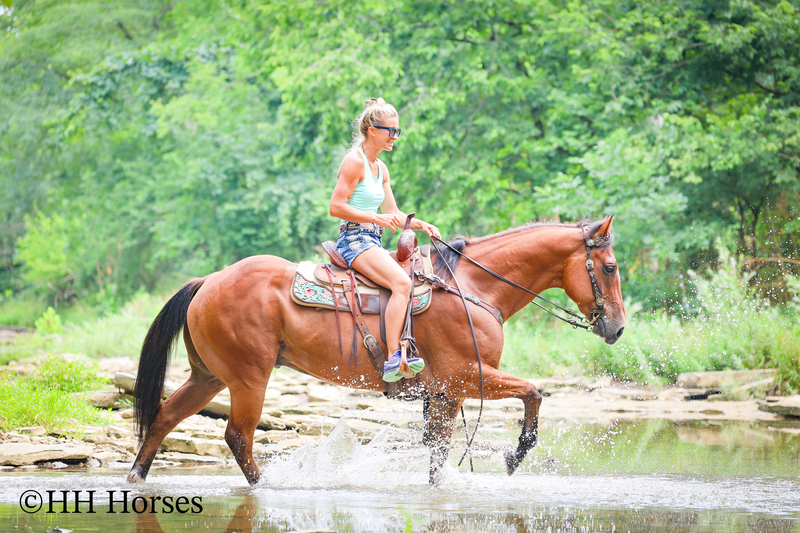 SUPER THICK MADE STOUT BAY QUARTER HORSE GELDING, TRAIL RIDES, RANCH WORK