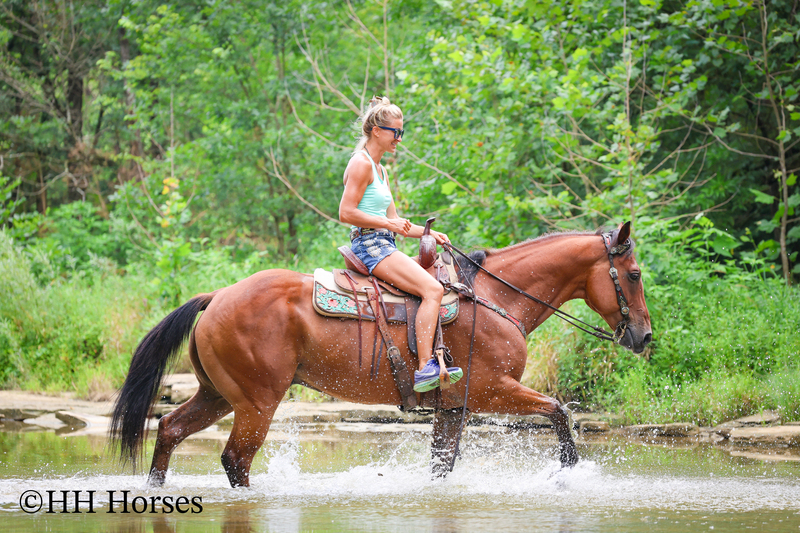 SUPER THICK MADE STOUT BAY QUARTER HORSE GELDING, TRAIL RIDES, RANCH WORK