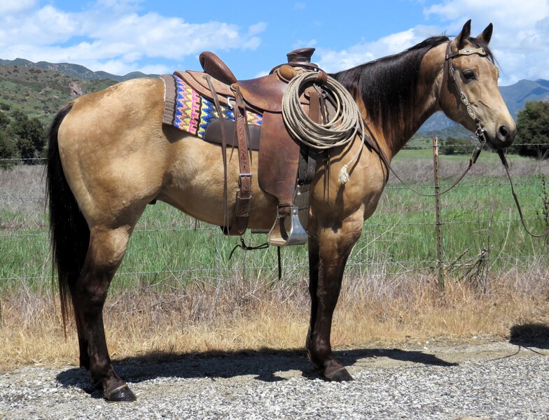 7 YEAR OLD 15+ HAND BUCKSKIN GELDING ***VIDEO*** For Sale in Ventura