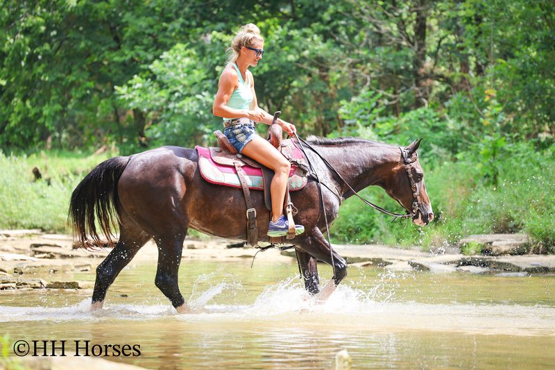 BEGINNER, YOUTH, AND FAMILY FRIENDLY BLACK MORGAN PAINT CROSSBRED MARE, RIDES AND DRIVES, EXTRA GENTLE