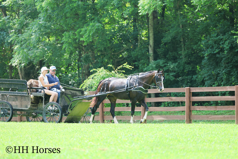 BEGINNER, YOUTH, AND FAMILY FRIENDLY BLACK MORGAN PAINT CROSSBRED MARE, RIDES AND DRIVES, EXTRA GENTLE