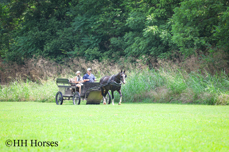 BEGINNER, YOUTH, AND FAMILY FRIENDLY BLACK MORGAN PAINT CROSSBRED MARE, RIDES AND DRIVES, EXTRA GENTLE