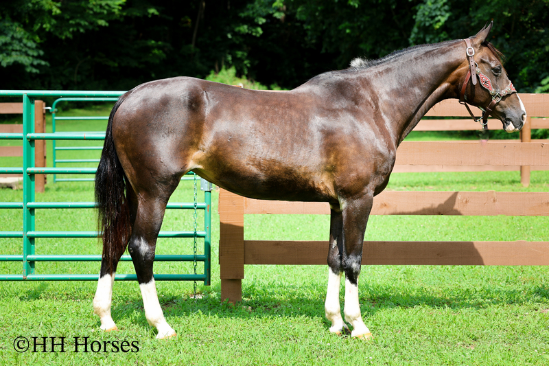 BEGINNER, YOUTH, AND FAMILY FRIENDLY BLACK MORGAN PAINT CROSSBRED MARE, RIDES AND DRIVES, EXTRA GENTLE