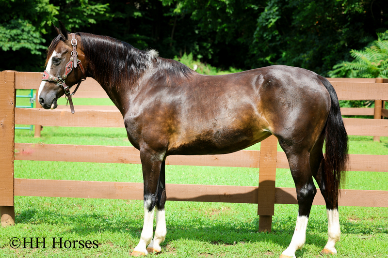 BEGINNER, YOUTH, AND FAMILY FRIENDLY BLACK MORGAN PAINT CROSSBRED MARE, RIDES AND DRIVES, EXTRA GENTLE