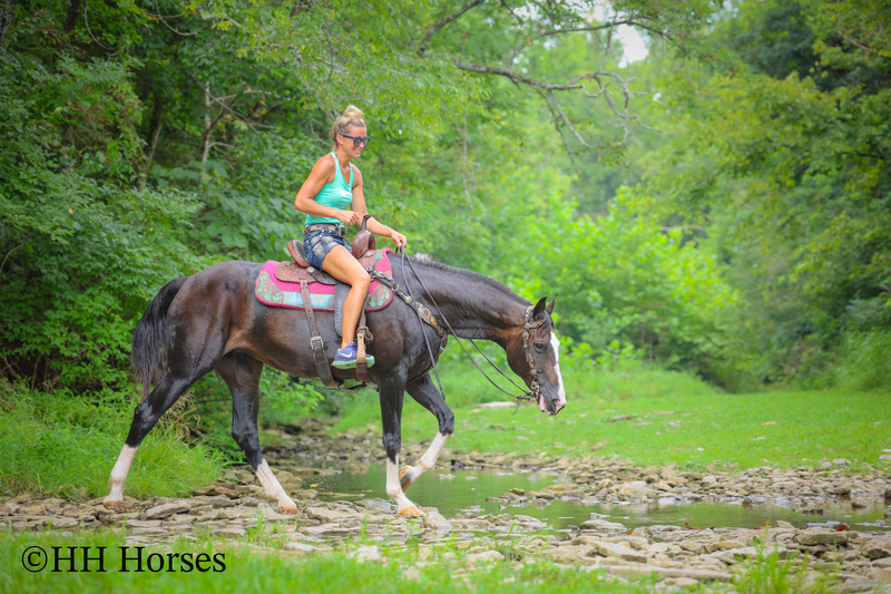 BEGINNER, YOUTH, AND FAMILY FRIENDLY BLACK MORGAN PAINT CROSSBRED MARE, RIDES AND DRIVES, EXTRA GENTLE