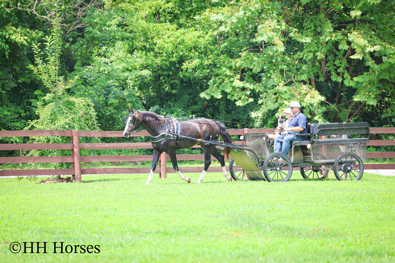 BEGINNER, YOUTH, AND FAMILY FRIENDLY BLACK MORGAN PAINT CROSSBRED MARE, RIDES AND DRIVES, EXTRA GENTLE