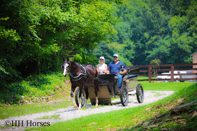 BEGINNER, YOUTH, AND FAMILY FRIENDLY BLACK MORGAN PAINT CROSSBRED MARE, RIDES AND DRIVES, EXTRA GENTLE