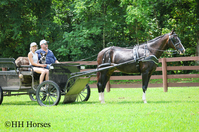 BEGINNER, YOUTH, AND FAMILY FRIENDLY BLACK MORGAN PAINT CROSSBRED MARE, RIDES AND DRIVES, EXTRA GENTLE