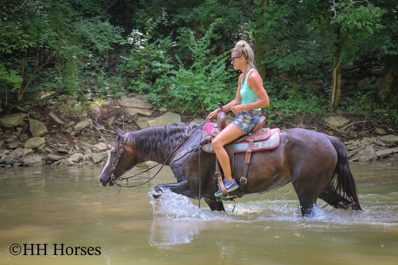 BEGINNER, YOUTH, AND FAMILY FRIENDLY BLACK MORGAN PAINT CROSSBRED MARE, RIDES AND DRIVES, EXTRA GENTLE