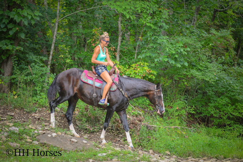 BEGINNER, YOUTH, AND FAMILY FRIENDLY BLACK MORGAN PAINT CROSSBRED MARE, RIDES AND DRIVES, EXTRA GENTLE