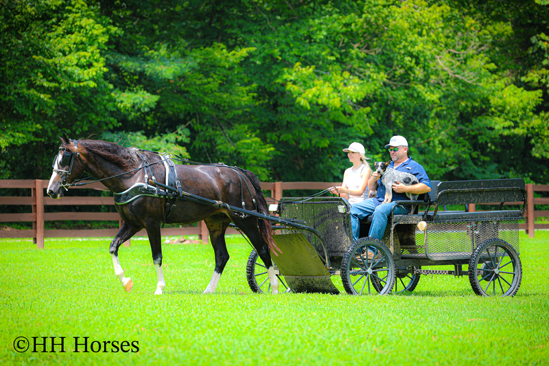 BEGINNER, YOUTH, AND FAMILY FRIENDLY BLACK MORGAN PAINT CROSSBRED MARE, RIDES AND DRIVES, EXTRA GENTLE