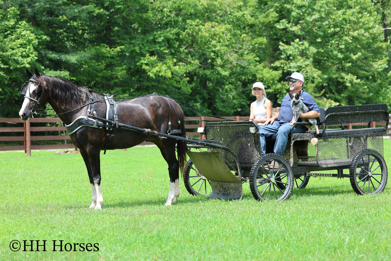 BEGINNER, YOUTH, AND FAMILY FRIENDLY BLACK MORGAN PAINT CROSSBRED MARE, RIDES AND DRIVES, EXTRA GENTLE