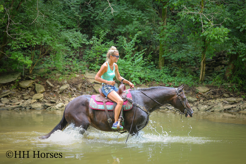 BEGINNER, YOUTH, AND FAMILY FRIENDLY BLACK MORGAN PAINT CROSSBRED MARE, RIDES AND DRIVES, EXTRA GENTLE