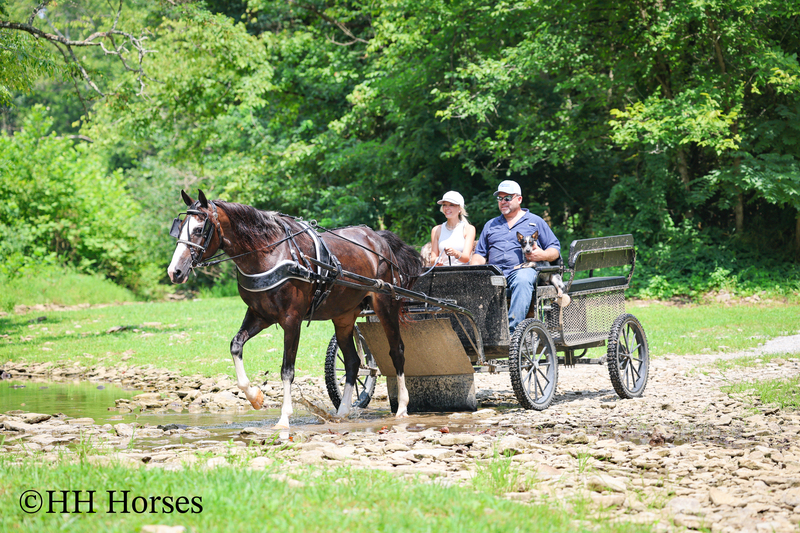 BEGINNER, YOUTH, AND FAMILY FRIENDLY BLACK MORGAN PAINT CROSSBRED MARE, RIDES AND DRIVES, EXTRA GENTLE
