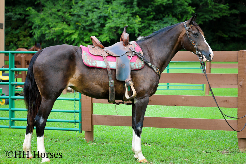 BEGINNER, YOUTH, AND FAMILY FRIENDLY BLACK MORGAN PAINT CROSSBRED MARE, RIDES AND DRIVES, EXTRA GENTLE