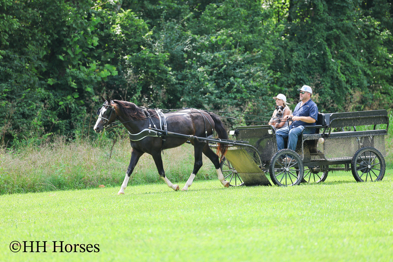 BEGINNER, YOUTH, AND FAMILY FRIENDLY BLACK MORGAN PAINT CROSSBRED MARE, RIDES AND DRIVES, EXTRA GENTLE