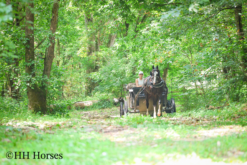 BEGINNER, YOUTH, AND FAMILY FRIENDLY BLACK MORGAN PAINT CROSSBRED MARE, RIDES AND DRIVES, EXTRA GENTLE